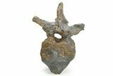 Ornithischian Dinosaur (Camptosaurus) Dorsal Vertebra - Wyoming #367580-3